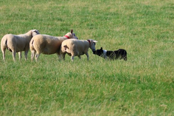 Floss
